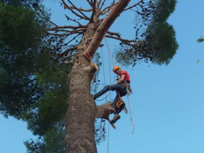 Archisio - Tommaso Galtieri - Progetto Potatura alberi alto fusto