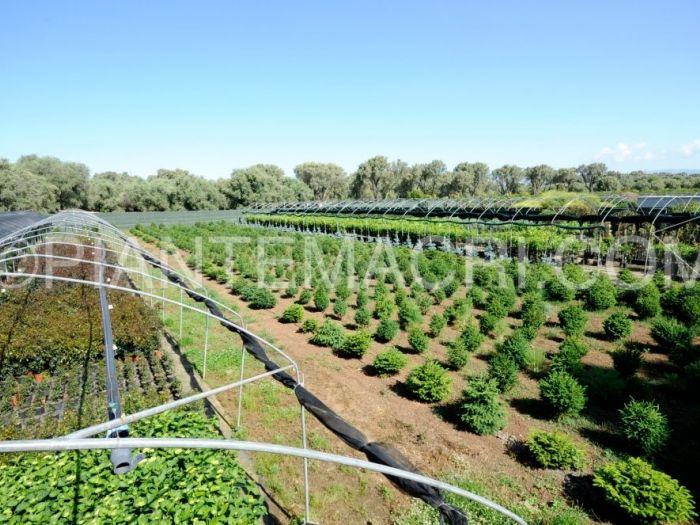 Archisio - Piante Macri - Progetto Serre di produzione