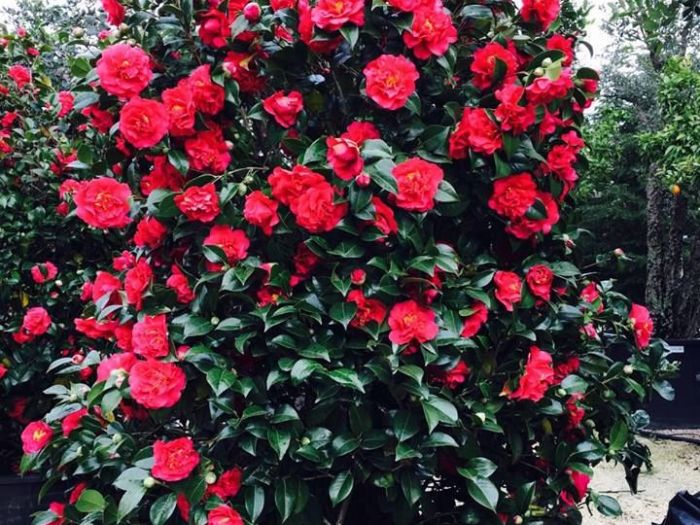 Archisio - Vivai Cantatore - Progetto Piante