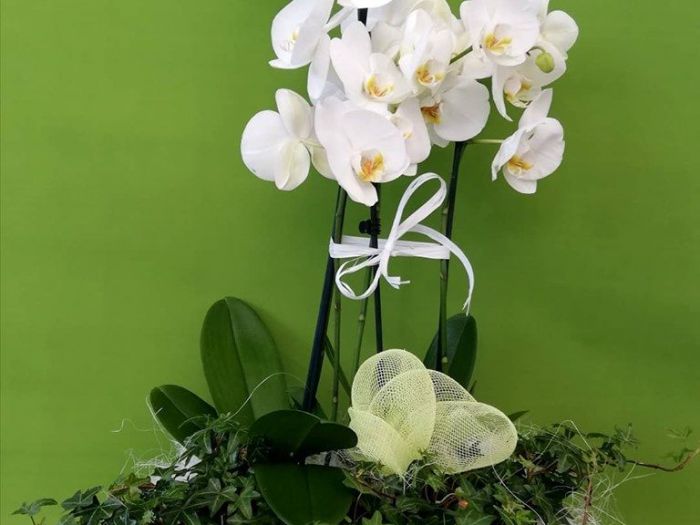 Archisio - Robi Bonaita Alessio Bonaita Fabiano Bonaita - Progetto I fiori di ornella