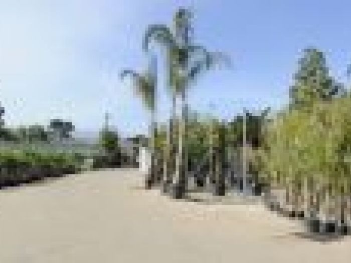 Archisio - Piante Macri - Progetto Il vivaio