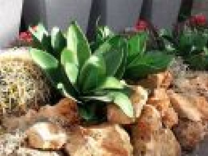 Archisio - Piante Macri - Progetto Il garden