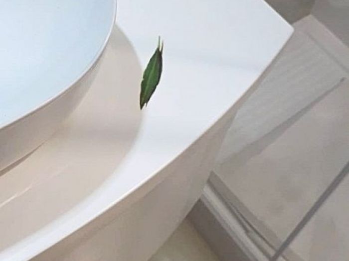 Archisio - Picta Decorazioni Artistiche - Progetto Bagno koala