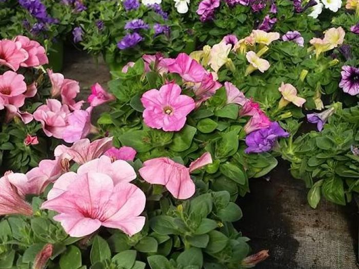 Archisio - Massarroni - Vivai Piante - Garden - Progetto Vivai e piante