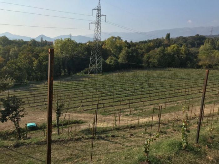 Archisio - Fabio Nassuato - Progetto Sistemazione agraria con impianto vigneto