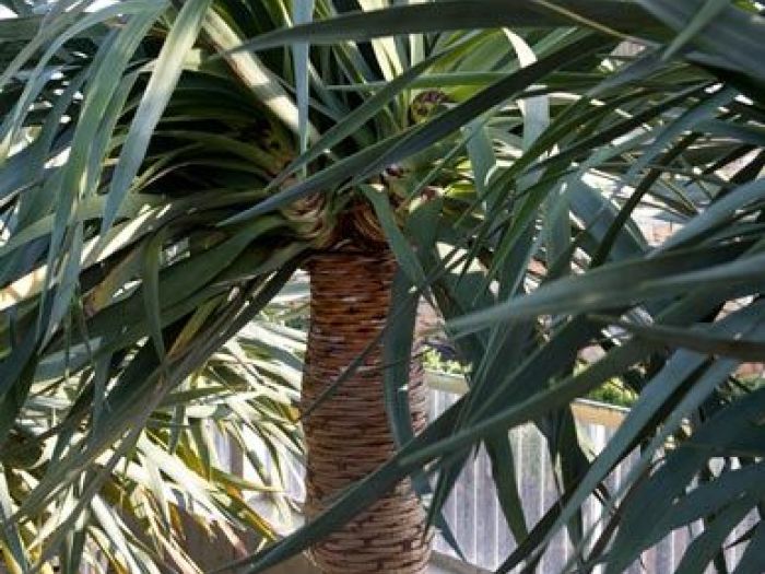 Archisio - Vivai Cantatore - Progetto Piante