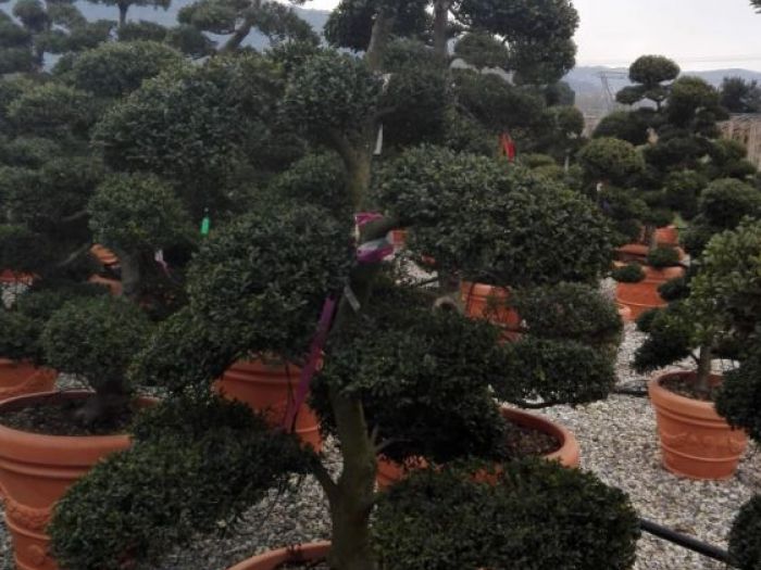 Archisio - Verdein Ss - Progetto Macro bonsai da giardino