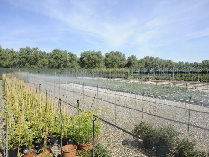 Archisio - Piante Macri - Progetto Serre di produzione