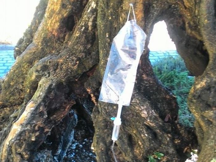 Archisio - Claudio Raiteri Verde Giardino - Progetto Endoterapia