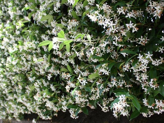 Archisio - Artenatura Vivai Saas - Progetto Piante da esterno