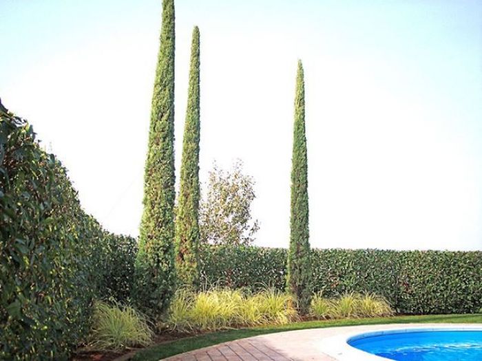 Archisio - Rizzi Giardini - Progetto Giardino in campagna