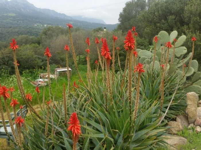 Archisio - Rocca Di Mezzo Srls - Progetto Fiori e prati sintetici