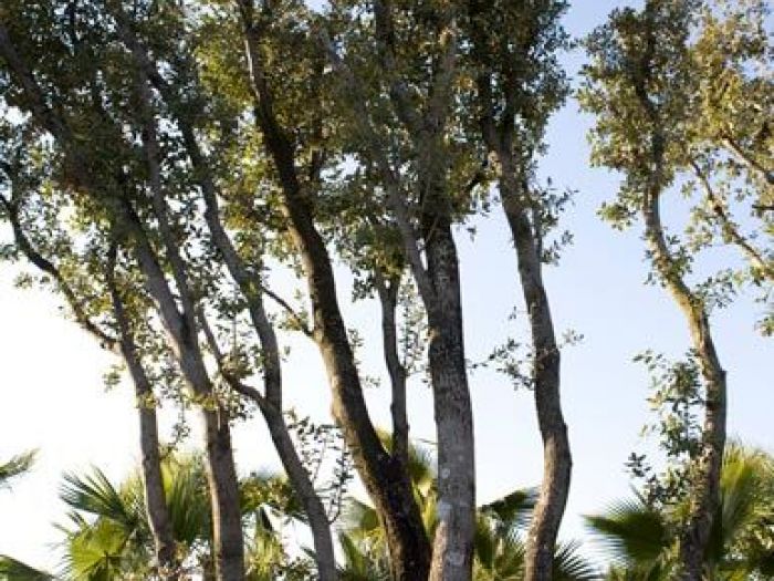 Archisio - Vivai Cantatore - Progetto Piante