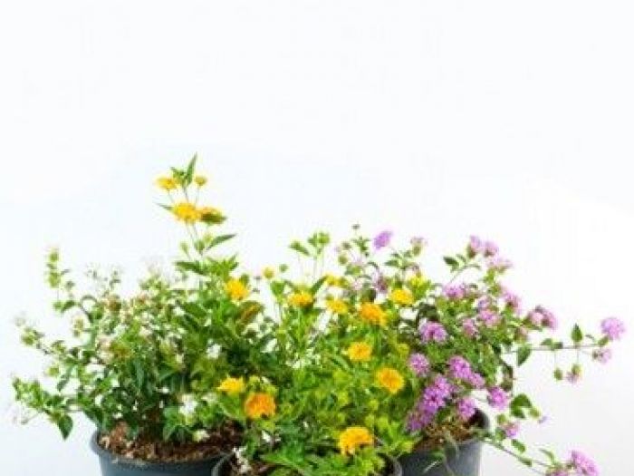 Archisio - Vivai Cantatore - Progetto Piante