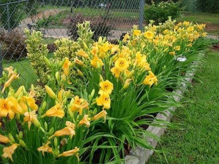 Archisio - Vivai Cantatore - Progetto Piante