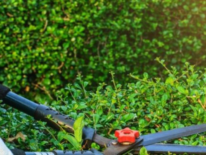 Archisio - Laandcr Giardinaggio - Progetto Giardinaggio