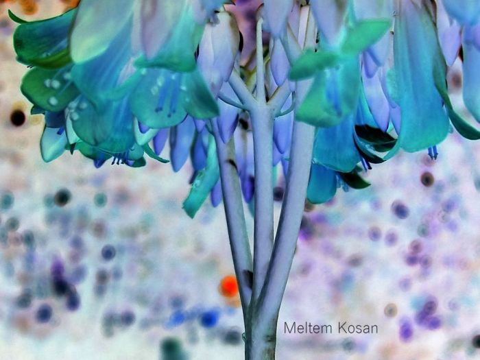 Archisio - Gianluca Vetrugno Meltem Kosan the Art Of The Negative - Artisti - Progetto Galleria 1 fotografie astratte