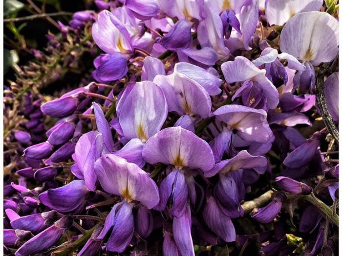 Archisio - Vivai Cantatore - Progetto Piante