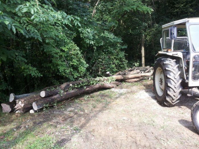 Archisio - Il Dottore Del Verde Di Bruno Barnaba - Progetto Utilizzazioni boschive