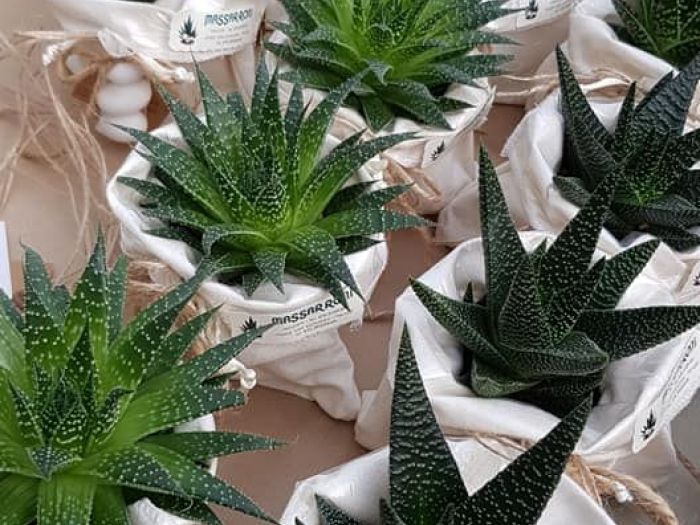 Archisio - Massarroni - Vivai Piante - Garden - Progetto Vivai e piante