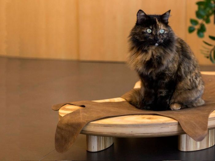 Archisio - Brandodesign - Progetto Il lettino dune