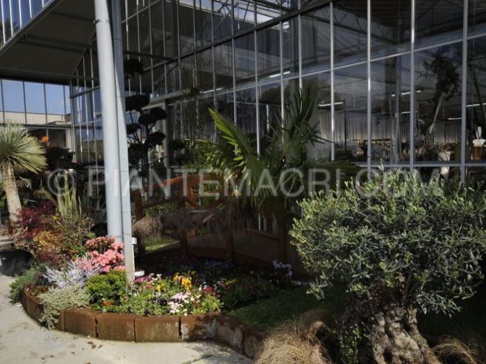 Archisio - Piante Macri - Progetto Il garden
