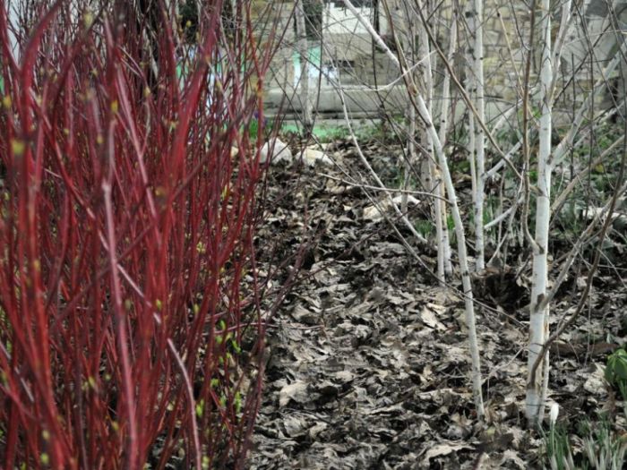 Archisio - Lucia Panzetta - Progetto Il giardino dei semplici