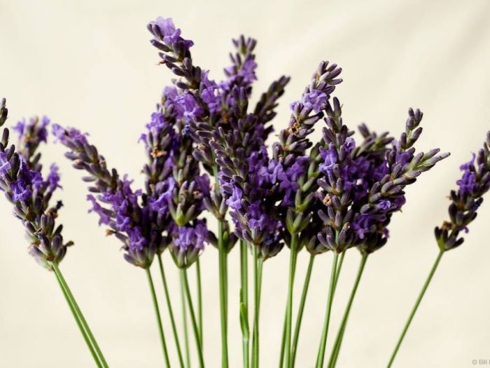 Archisio - Vivai Cantatore - Progetto Piante