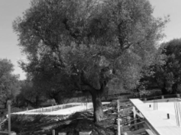 Archisio - Noname Studio - Progetto Villa uliveto