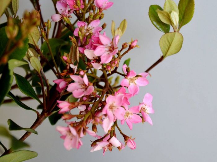 Archisio - Vivai Cantatore - Progetto Piante