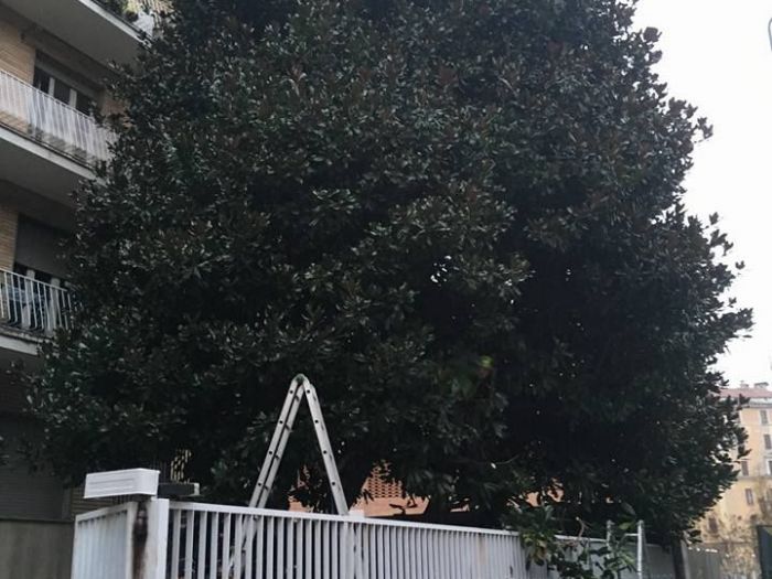 Archisio - I Giardini Dei Tudor - Progetto Tree climbing