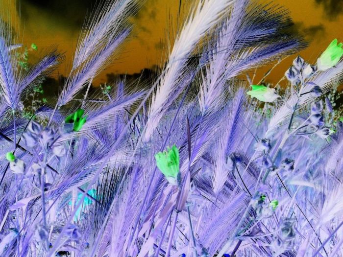 Archisio - Gianluca Vetrugno Meltem Kosan the Art Of The Negative - Artisti - Progetto Galleria 2 paesaggi