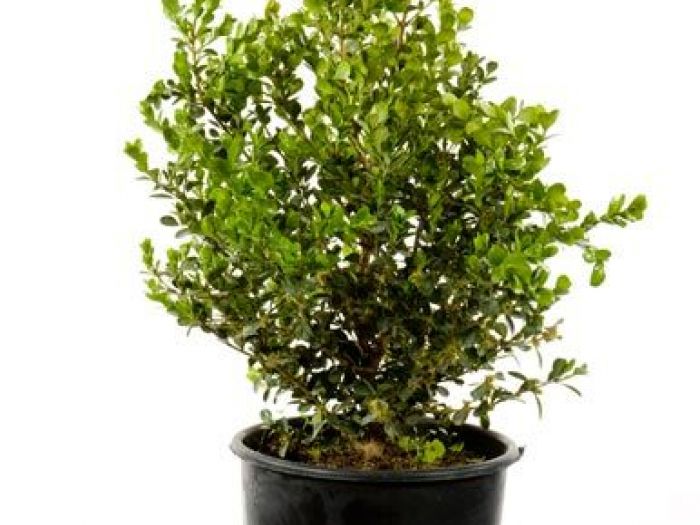 Archisio - Vivai Cantatore - Progetto Piante