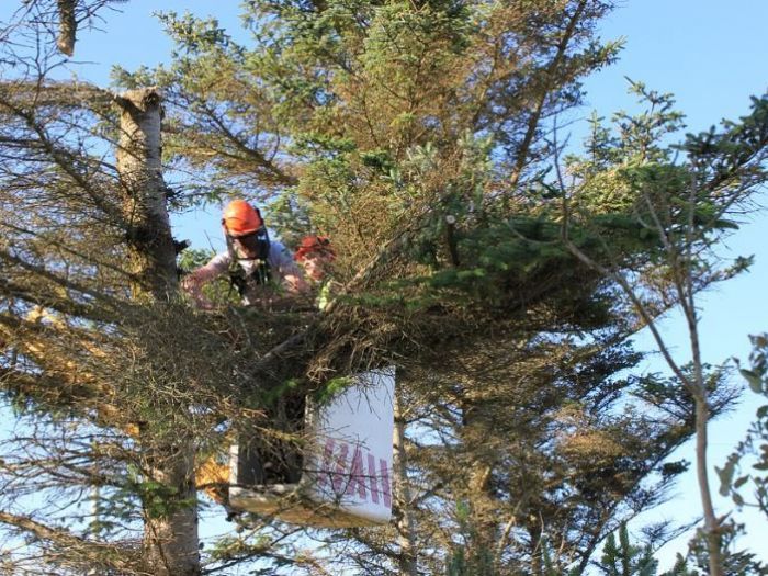 Archisio - Traslochi Zorro Firenze - Progetto Potatura di alberi ad alto fusto