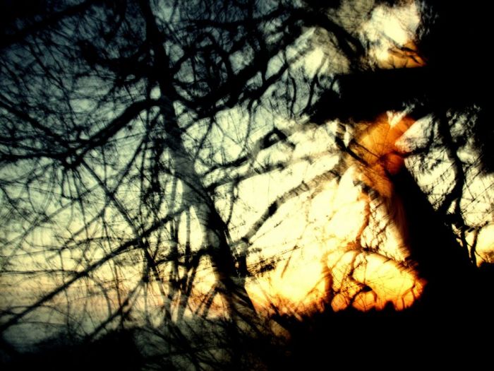 Archisio - Testadilegno - Progetto Foto