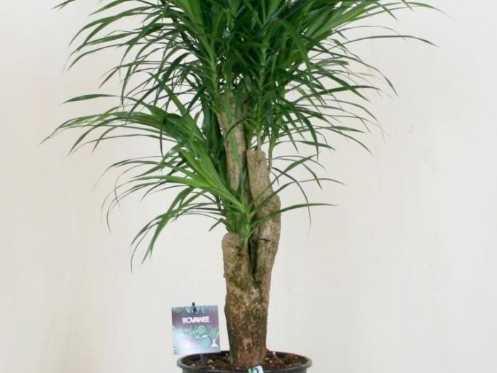 Archisio - Artenatura Vivai Saas - Progetto Piante da interno