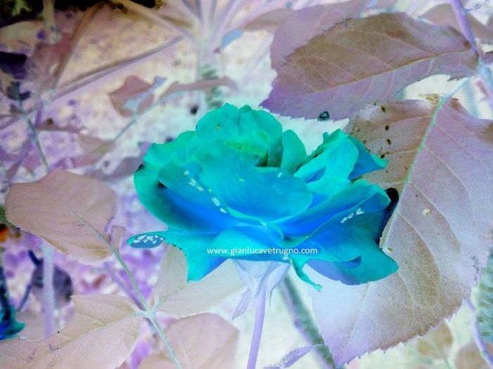 Archisio - Gianluca Vetrugno Meltem Kosan the Art Of The Negative - Artisti - Progetto Galleria 1 fotografie astratte