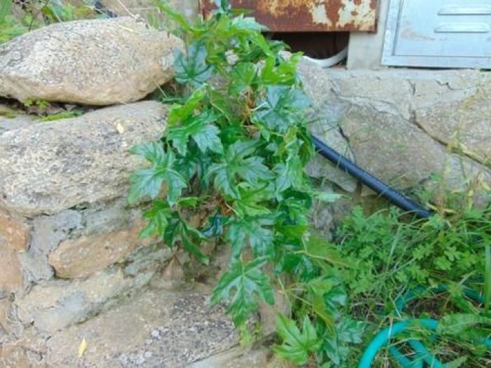 Archisio - Fiorissima Italiana srl - Progetto Fogliame