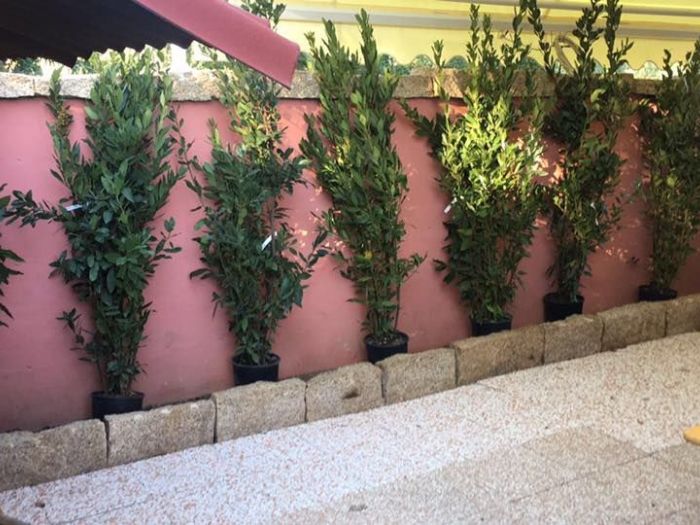 Archisio - Rocca Di Mezzo Srls - Progetto Giardini