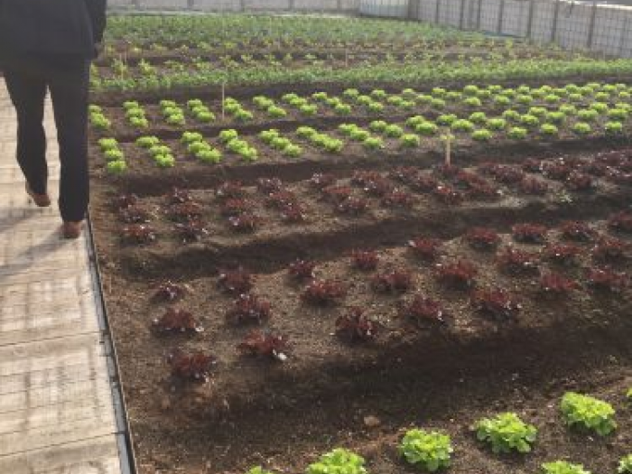 Archisio - Antonella Marchetti - Progetto Ortocultura