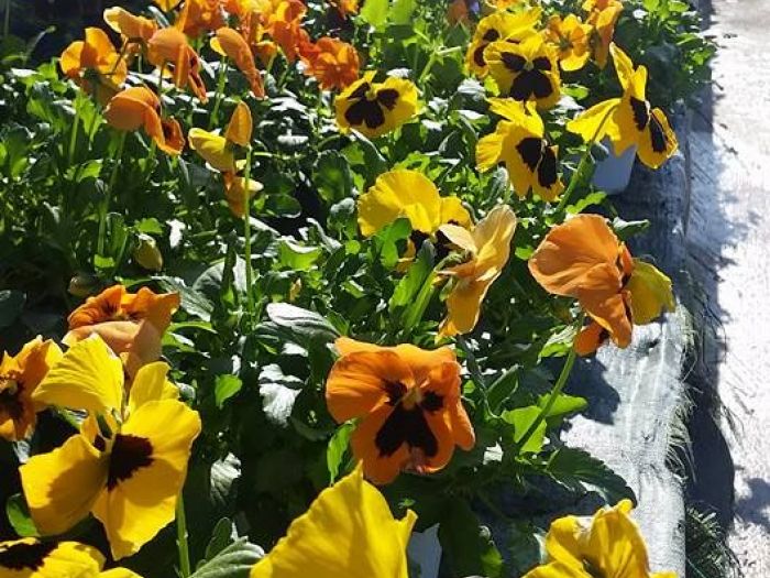 Archisio - Massarroni - Vivai Piante - Garden - Progetto Vivai e piante