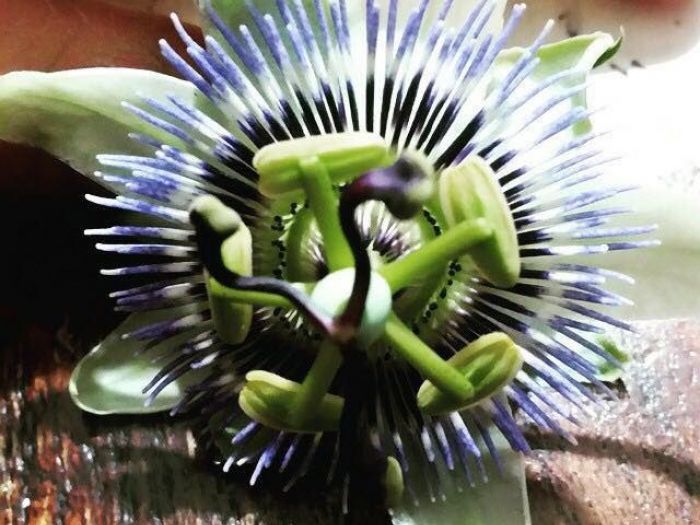 Archisio - Rocca Di Mezzo Srls - Progetto Fiori e prati sintetici