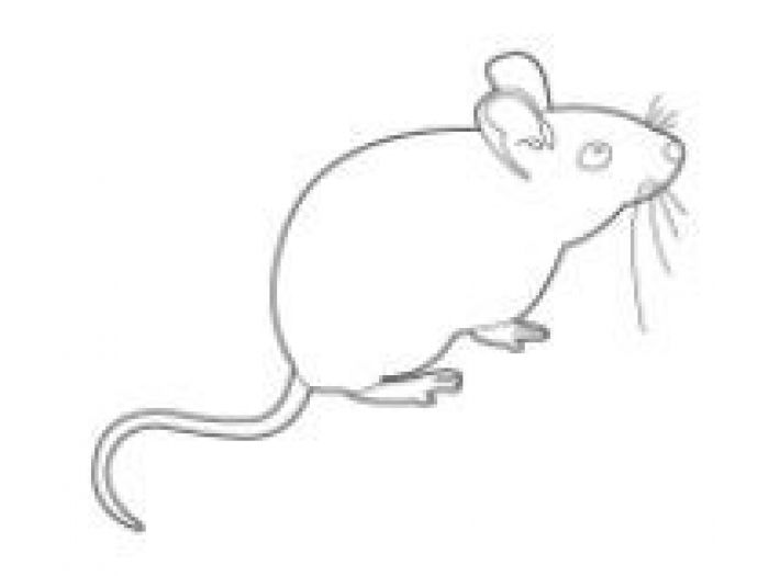 Archisio - Hampton Disinfestazioni - Progetto Identificazione infestanti