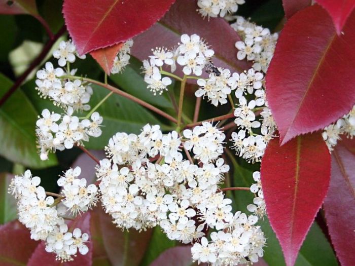 Archisio - Artenatura Vivai Saas - Progetto Piante da esterno