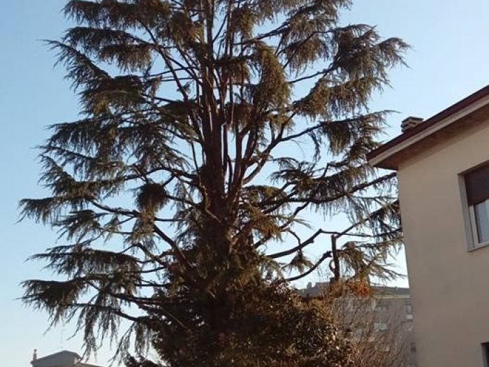 Archisio - I Giardini Dei Tudor - Progetto Tree climbing