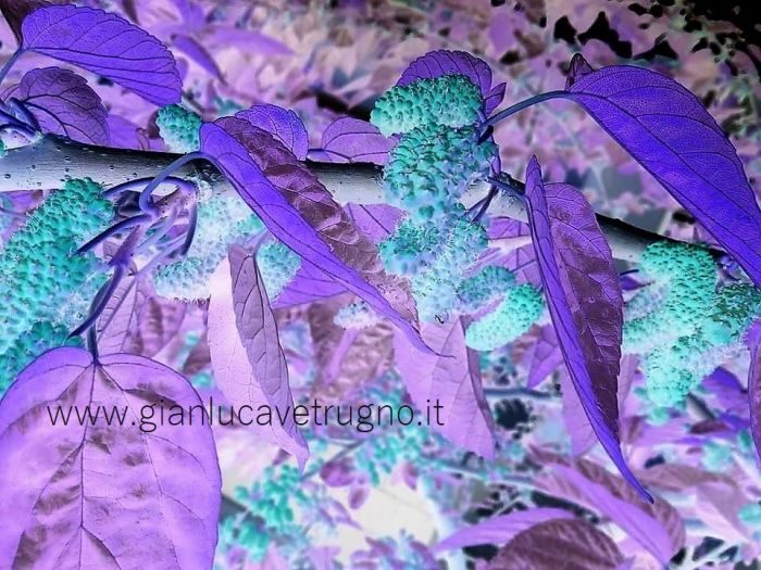 Archisio - Gianluca Vetrugno Meltem Kosan the Art Of The Negative - Artisti - Progetto Galleria 1 fotografie astratte