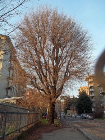 Archisio - Dottore Agronomo Andrea Bucci - Progetto Alberi nei sistemi urbanistici