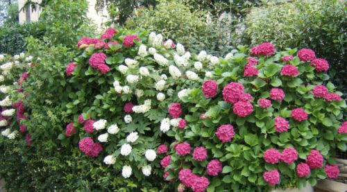 Archisio - Societ Agricola Colombini Ulisse srl - Progetto Impianti di irrigazione