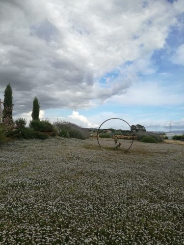 Archisio - Vivaio 983 Piante Mediterranee - Progetto Paesaggio