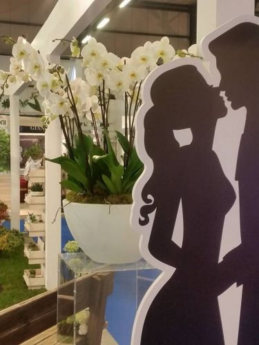 Archisio - Massarroni - Vivai Piante - Garden - Progetto Vivai e piante